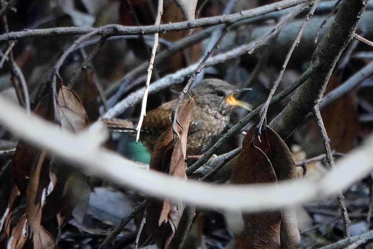 Pacific Wren - ML619734653