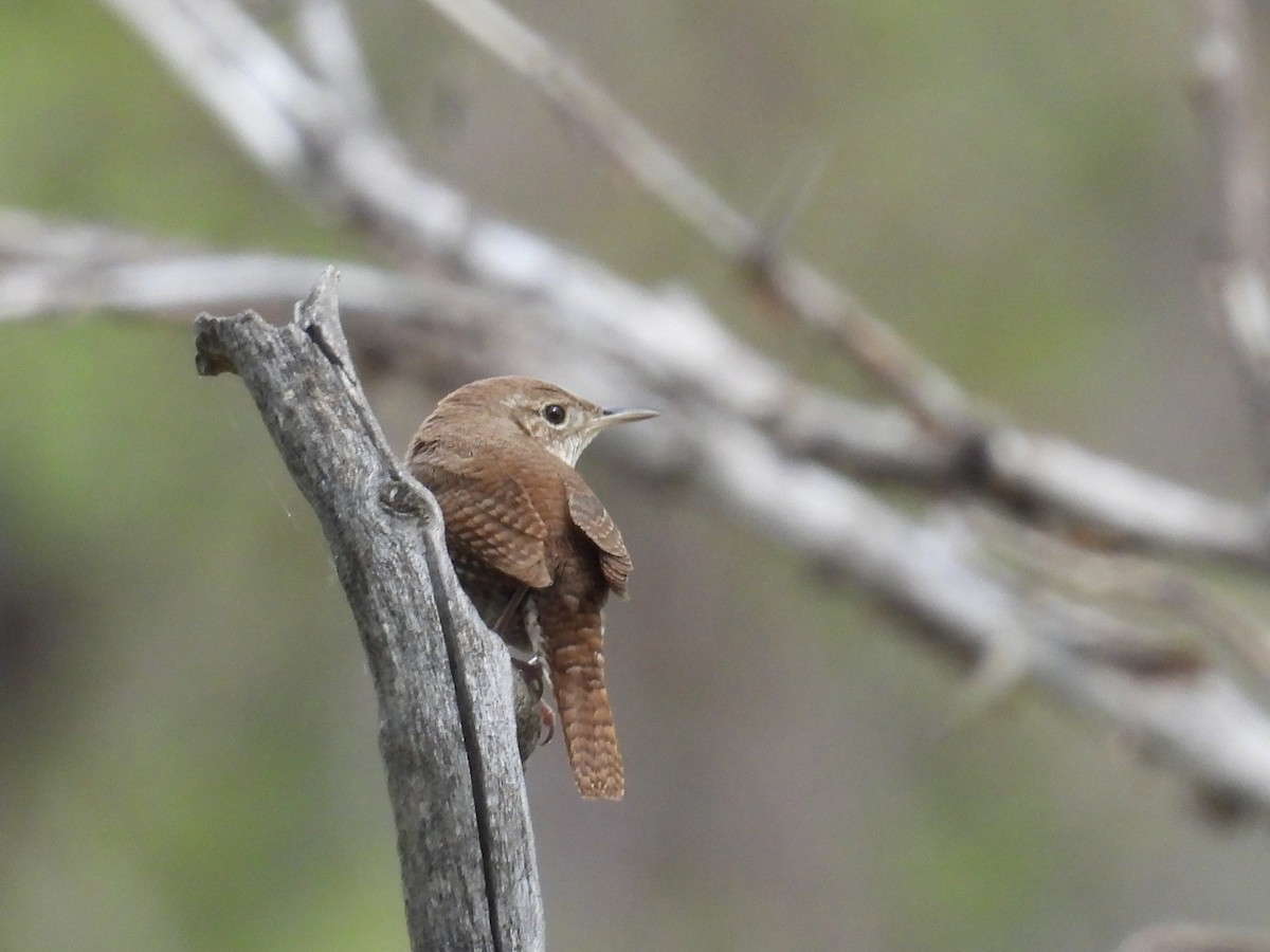 House Wren - ML619734663