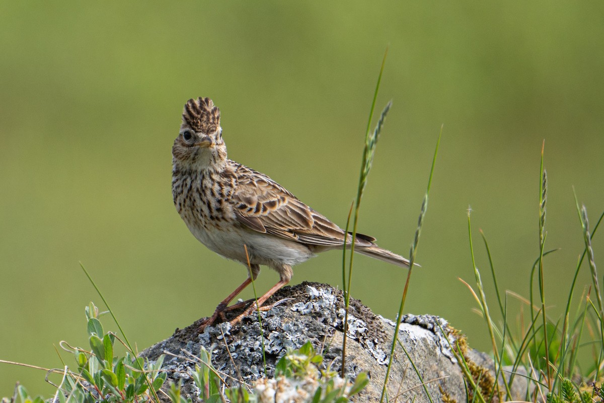 Eurasian Skylark - ML619734686