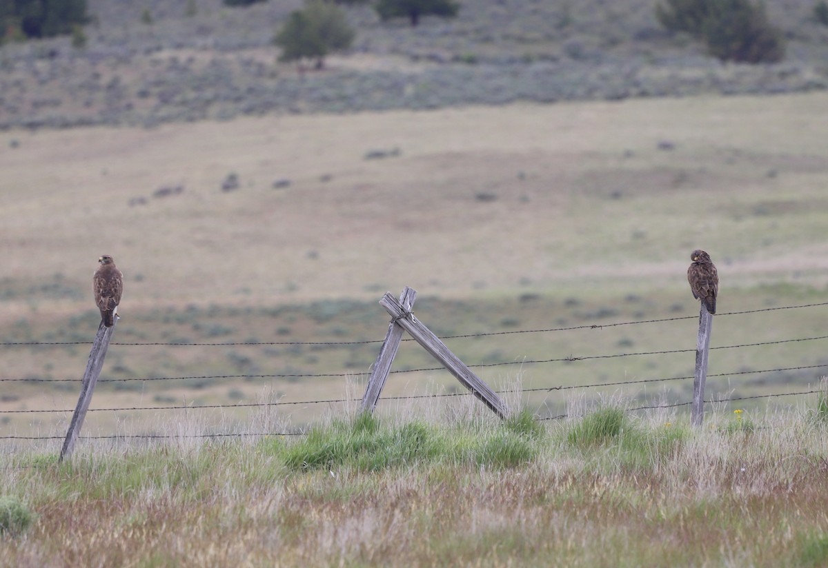 Swainson's Hawk - ML619734700