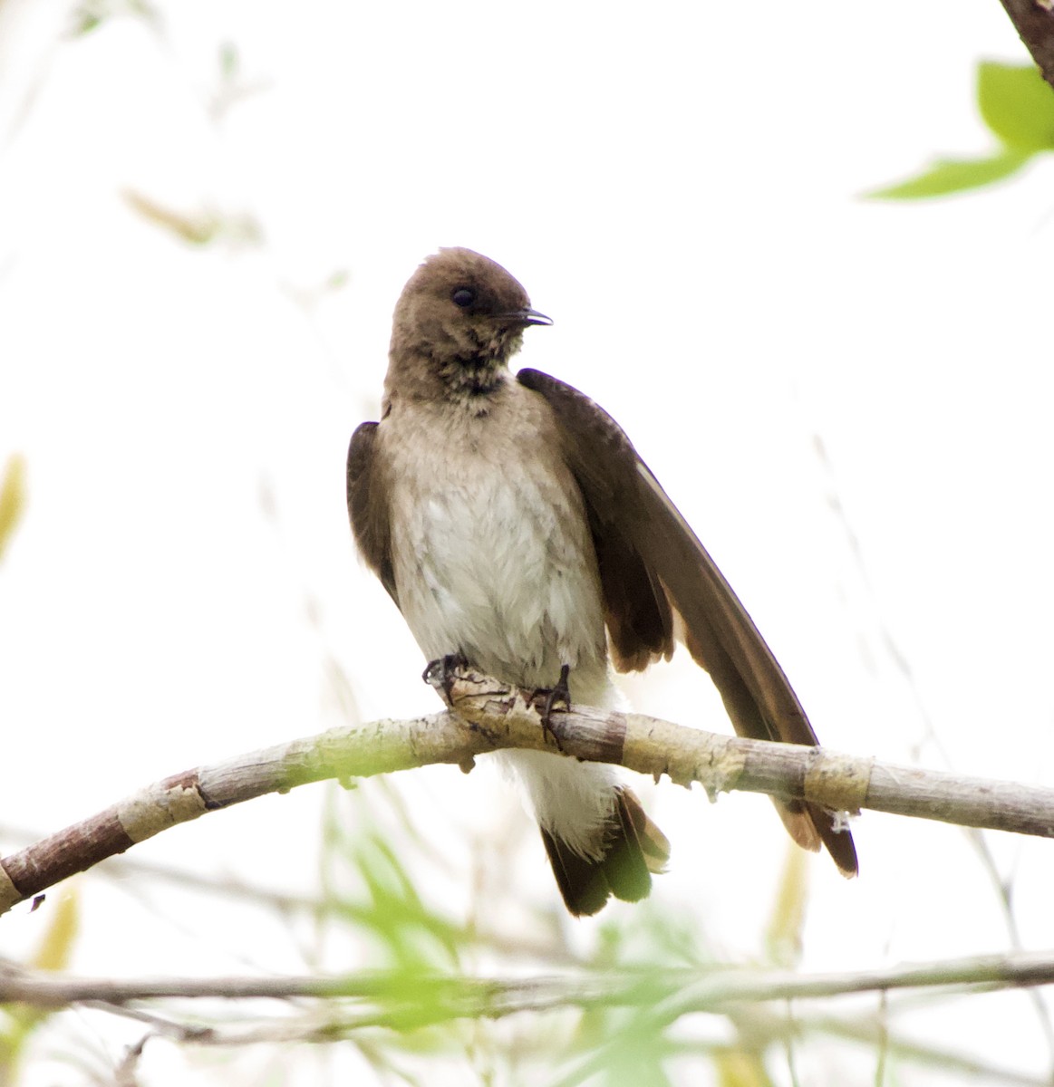 Northern Rough-winged Swallow - ML619734707