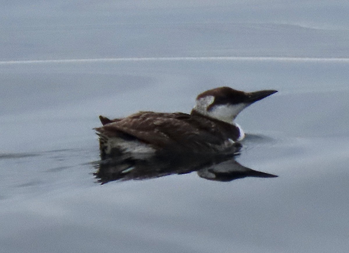 Common Murre - ML619734712