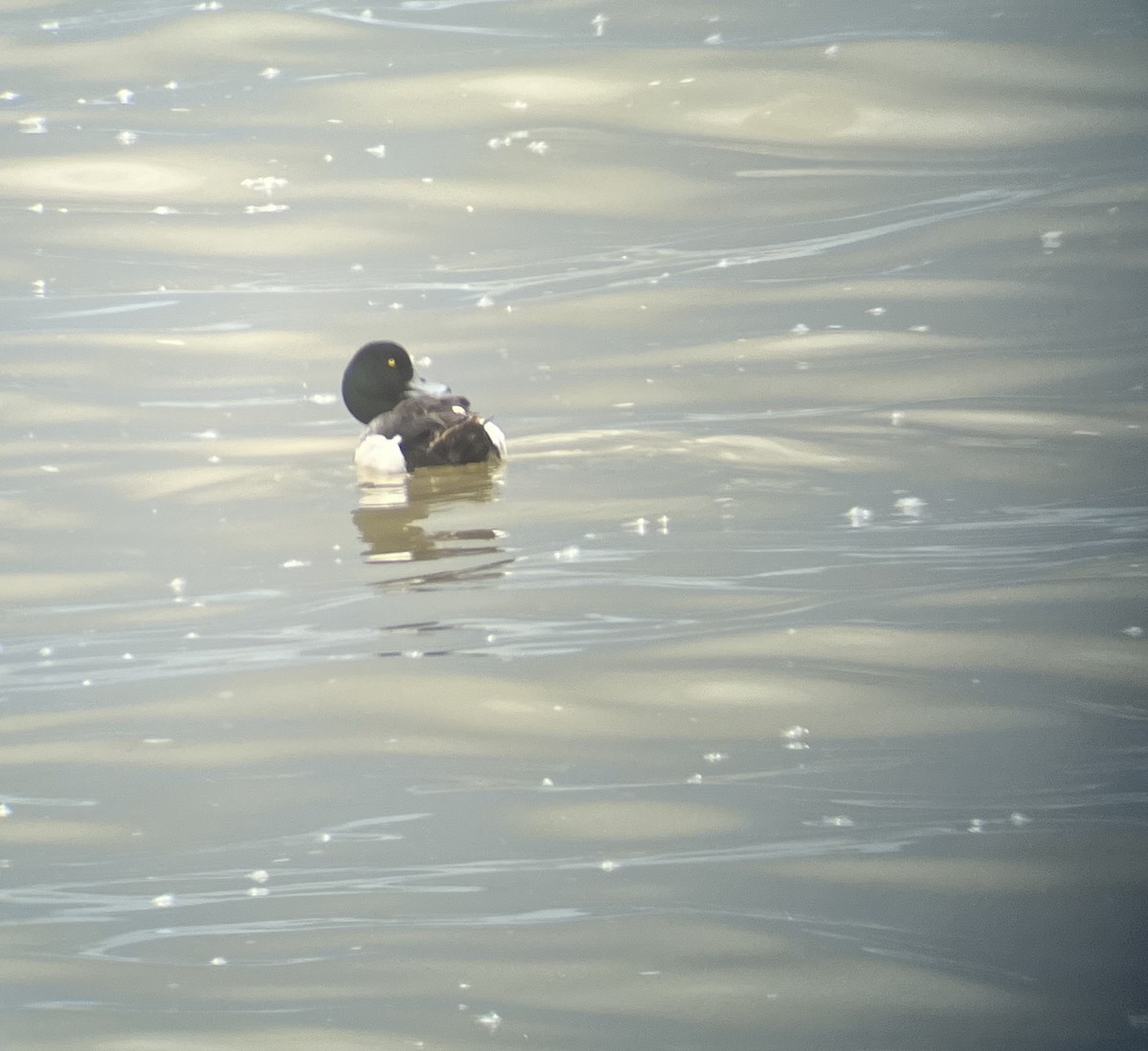 Greater Scaup - Nate Koszycki