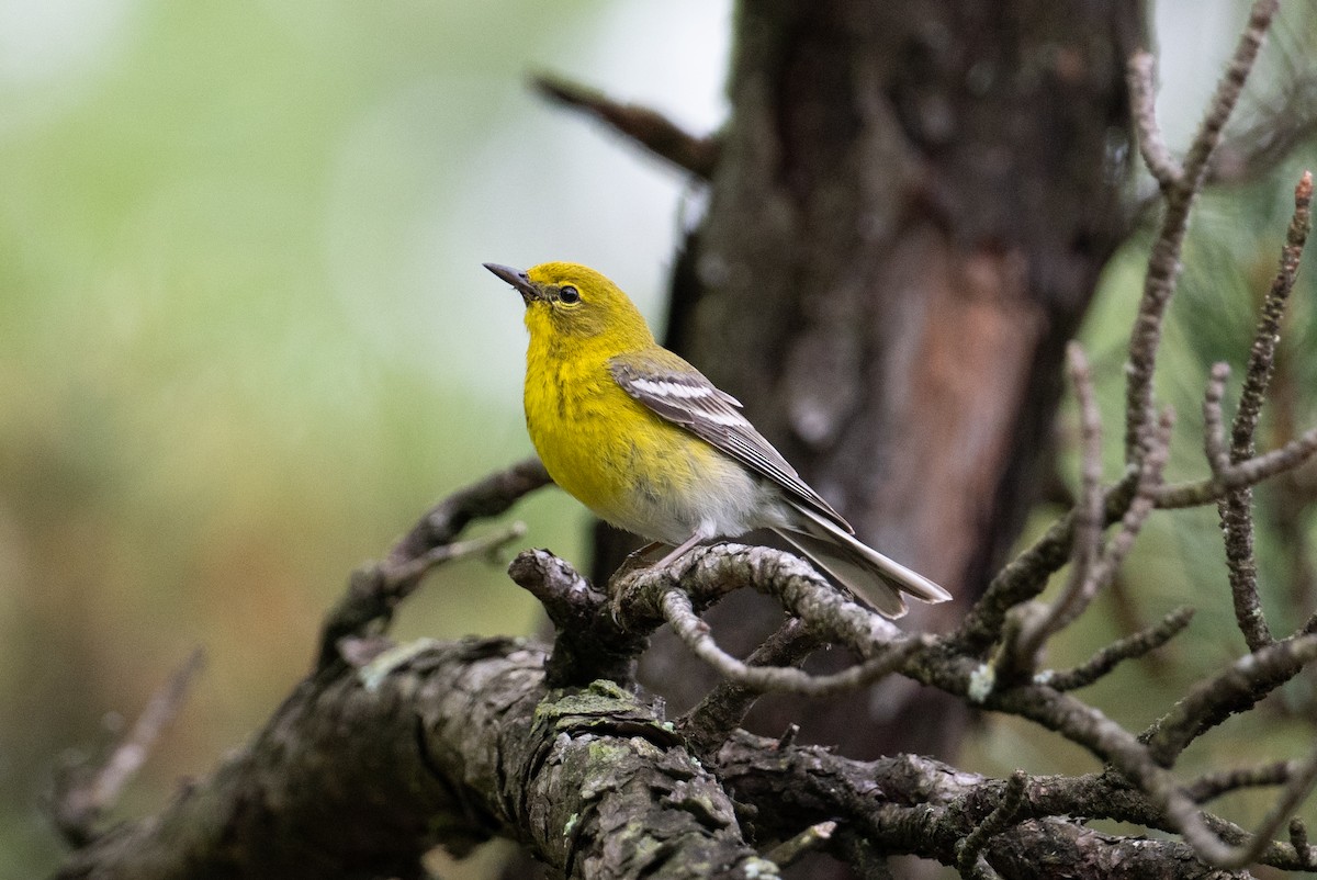 Pine Warbler - ML619734735