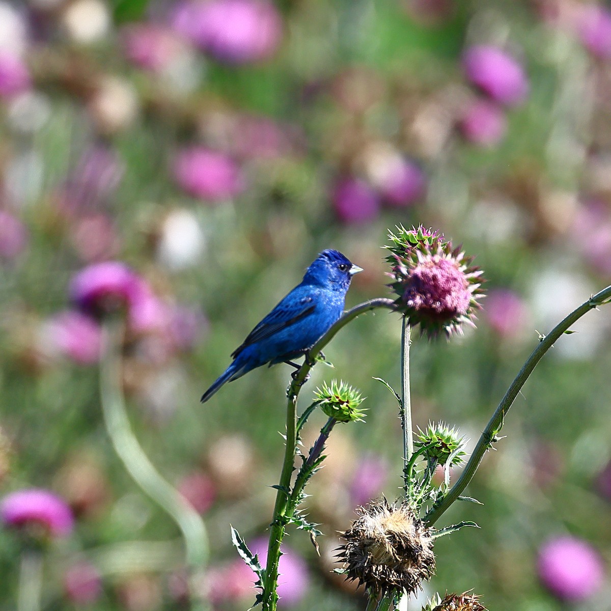 Passerin indigo - ML619734738