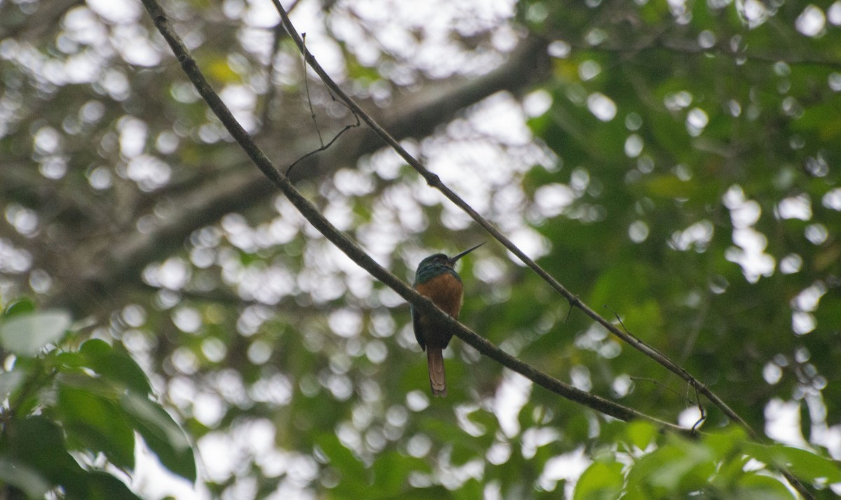 Rufous-tailed Jacamar - ML619734742