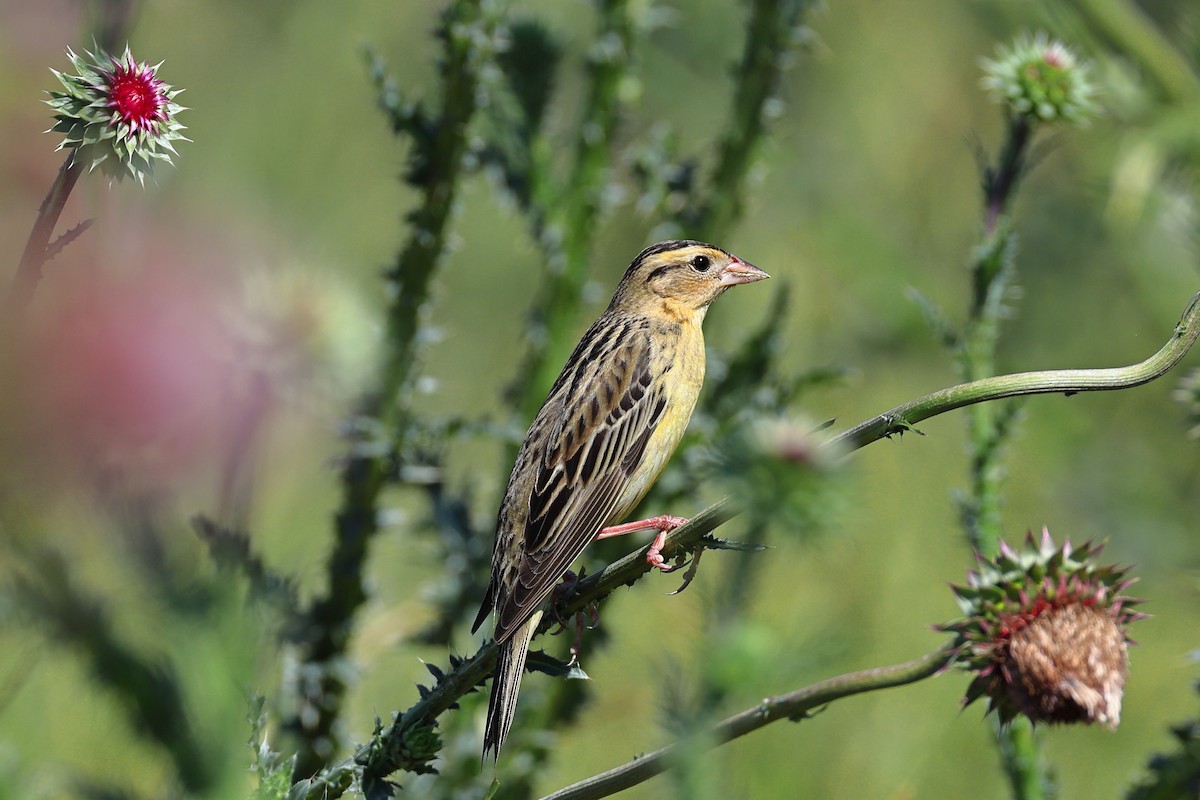 Bobolink - ML619734746