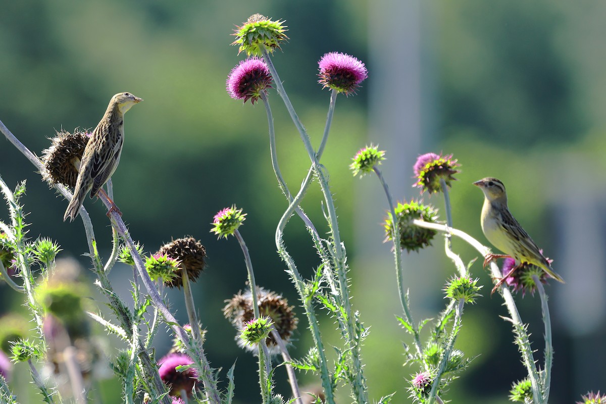 Bobolink - ML619734747