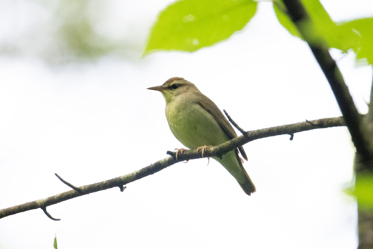 Swainson's Warbler - ML619734777