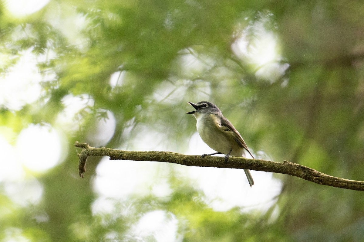 Vireo Solitario - ML619734785