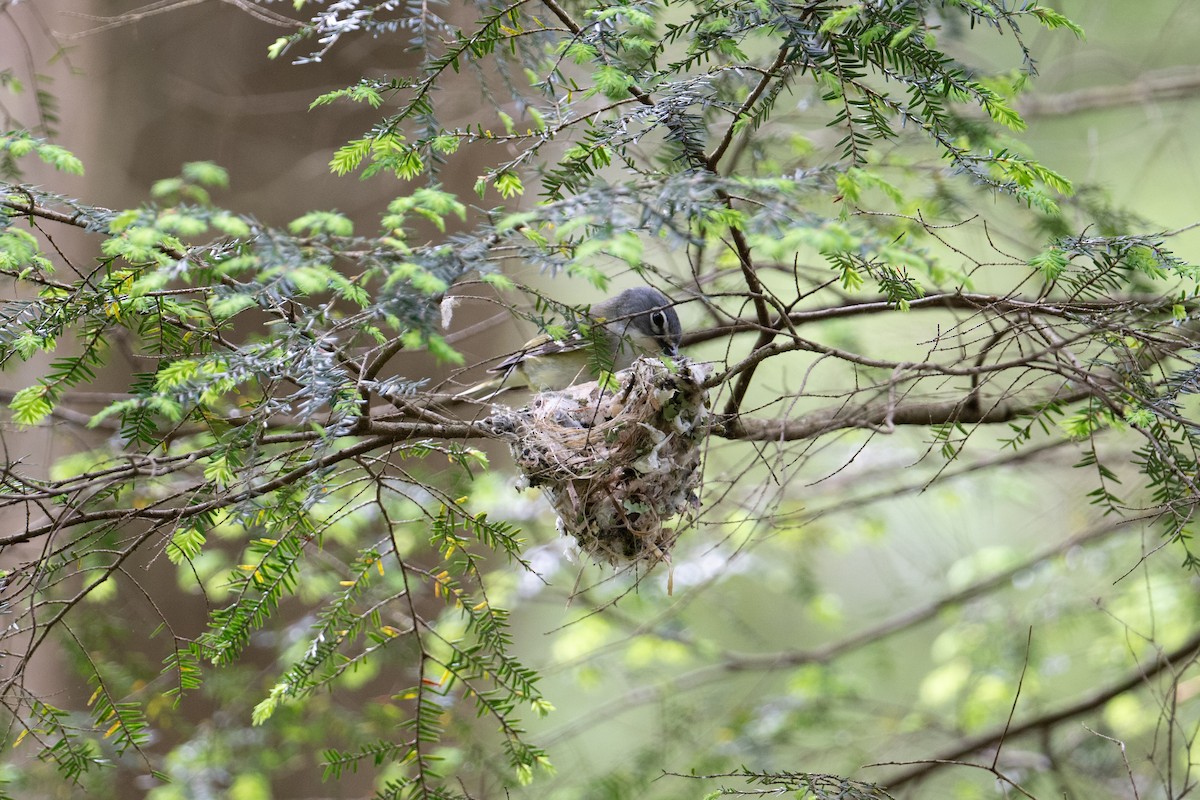 Blue-headed Vireo - ML619734786