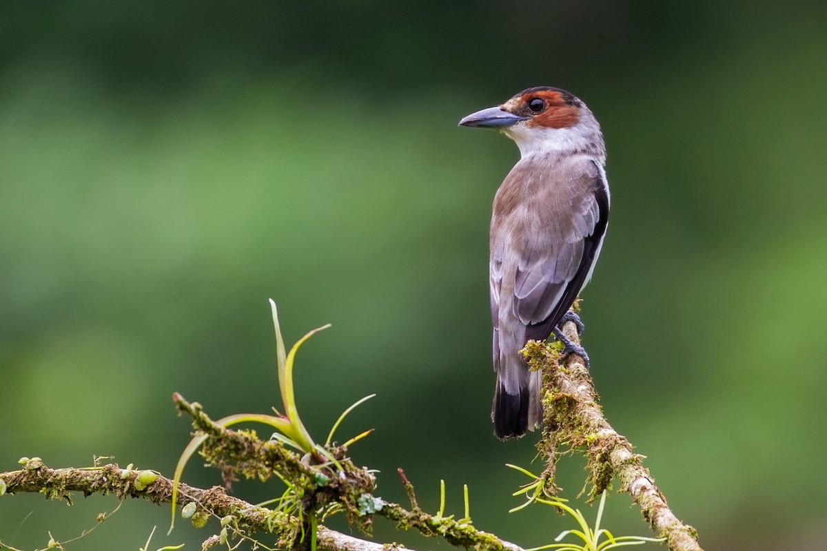 Schwarzkappenbekarde - ML619734813