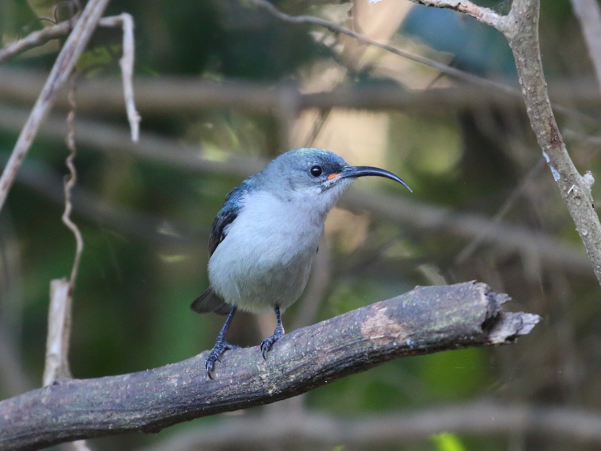 Mouse-colored Sunbird - ML619734814