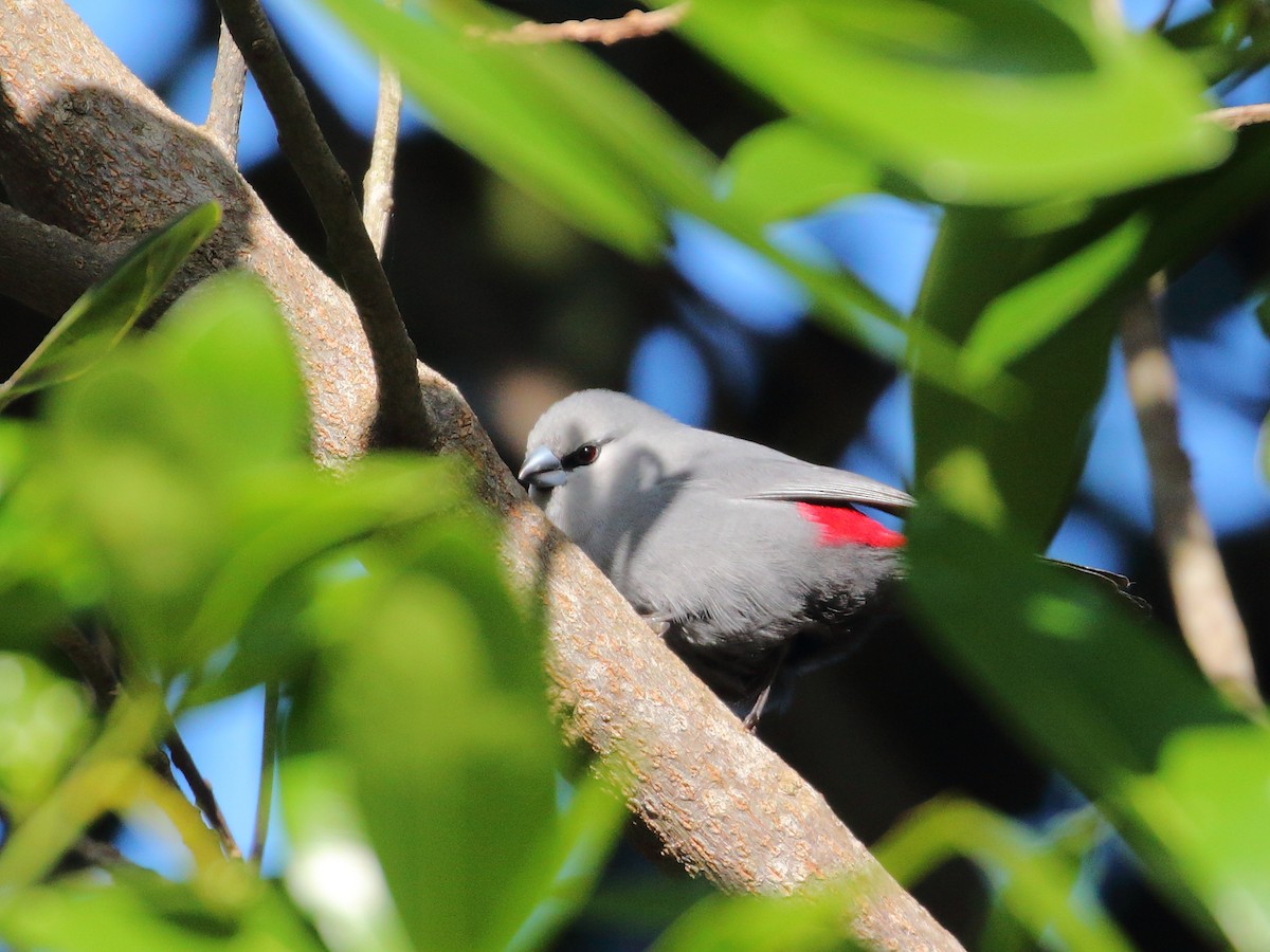 Black-tailed Waxbill - ML619734831