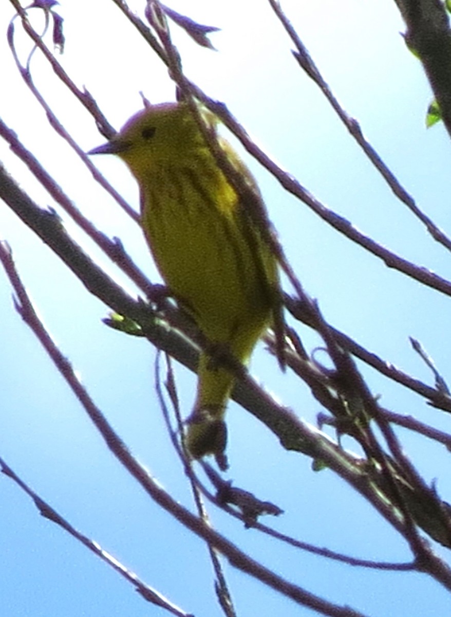 Yellow Warbler - James Hirtle