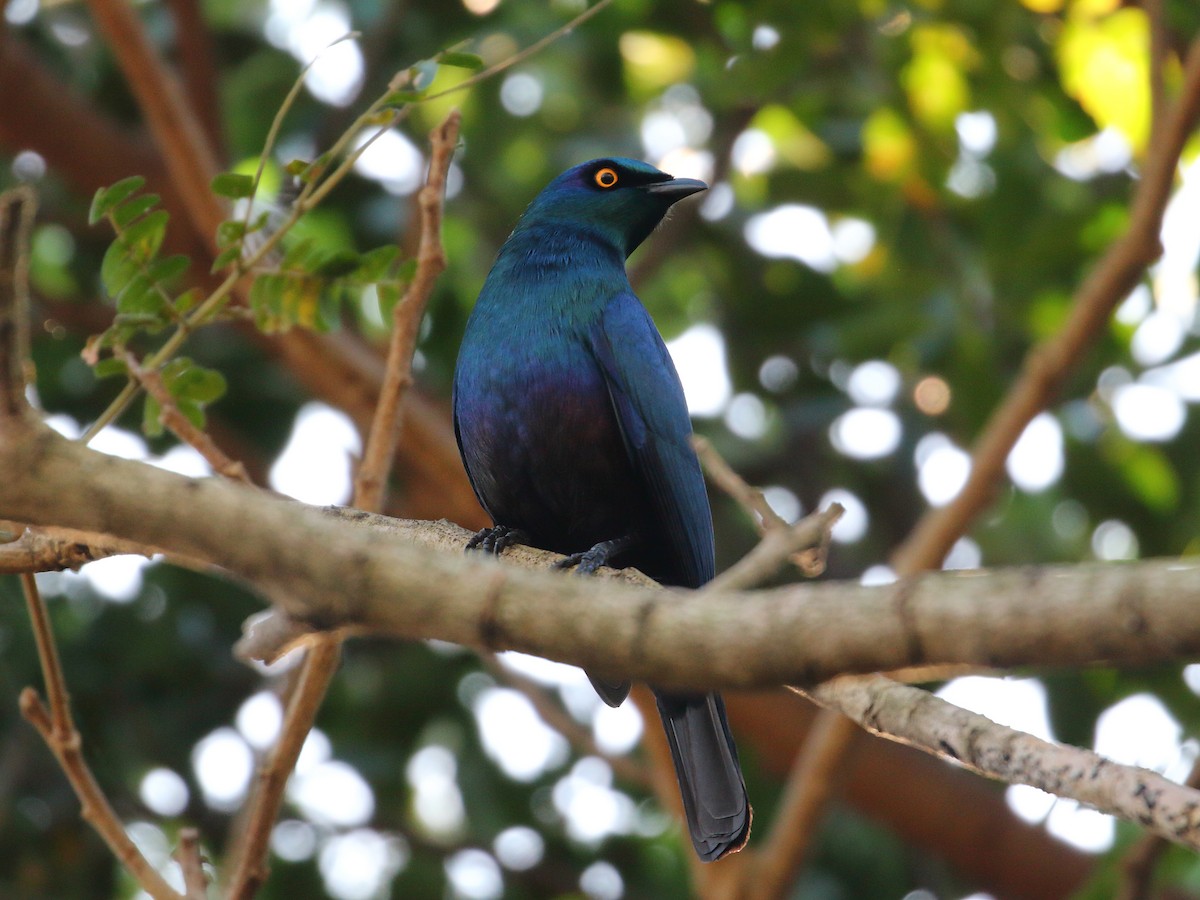 Black-bellied Starling - ML619734841