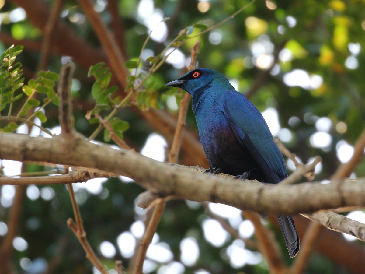 Black-bellied Starling - ML619734844