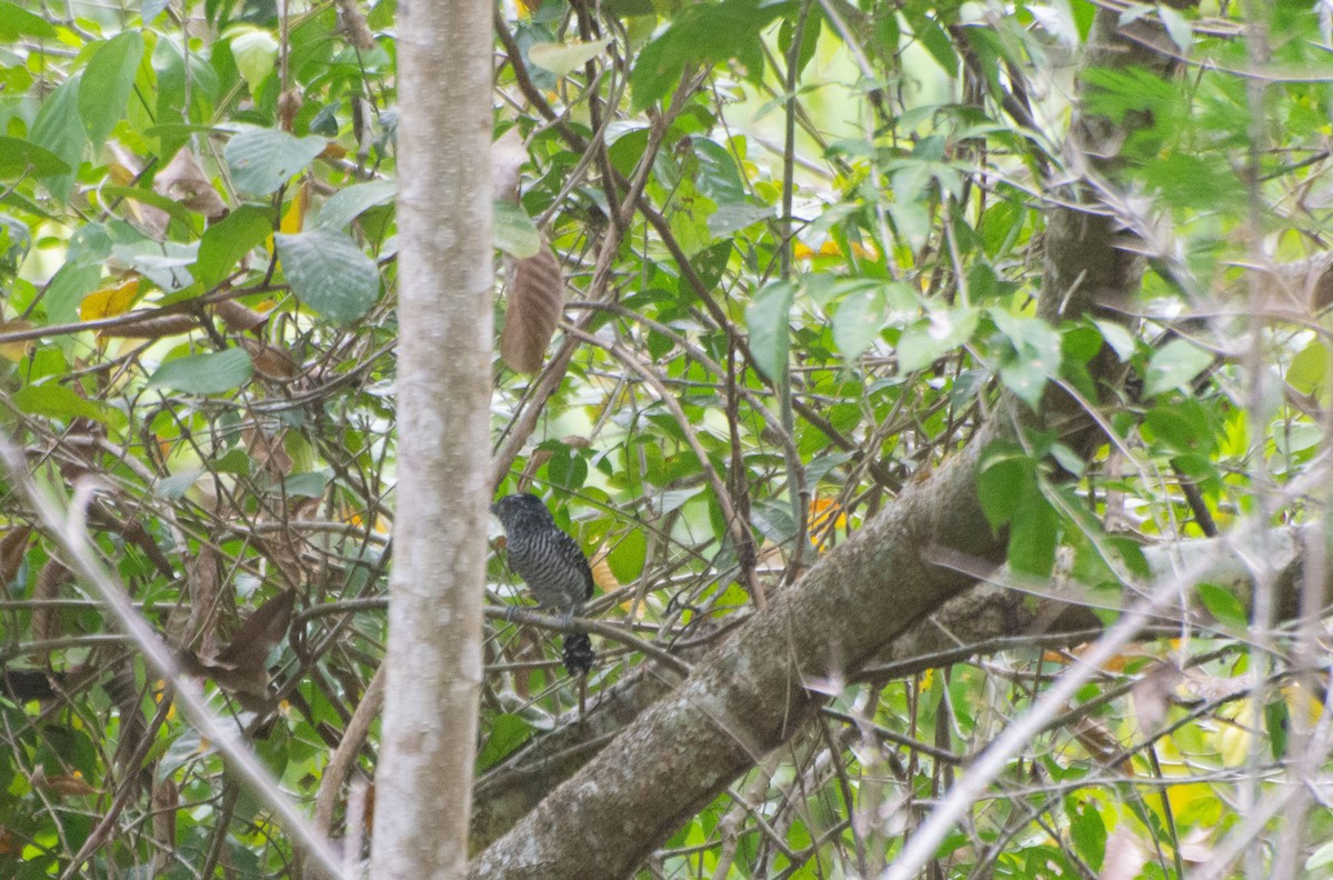 Barred Antshrike - ML619734846