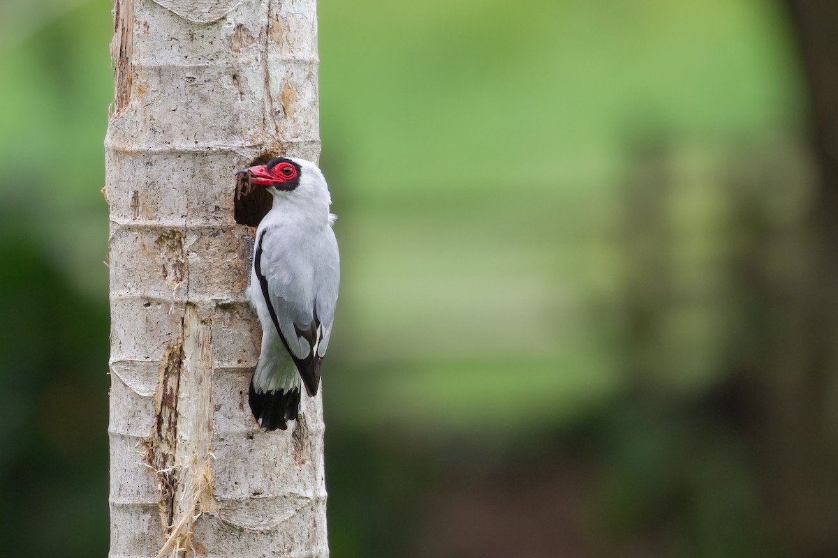 Weißnackenbekarde - ML619734851