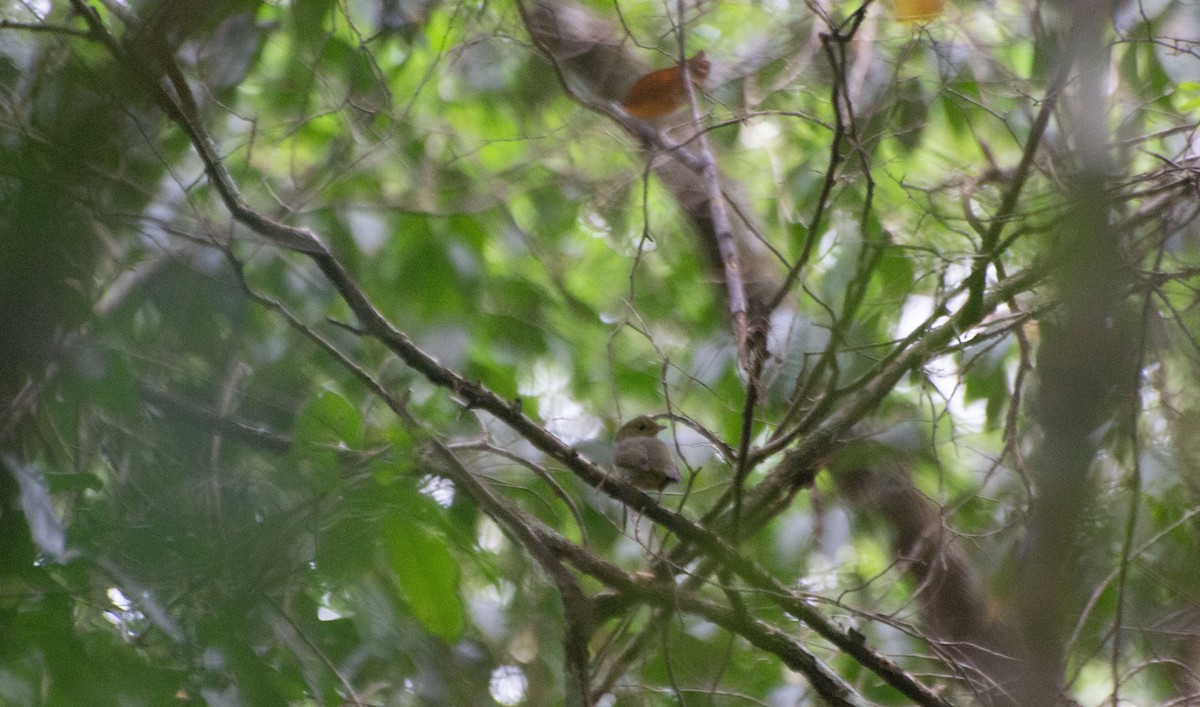 White-collared Manakin - ML619734854