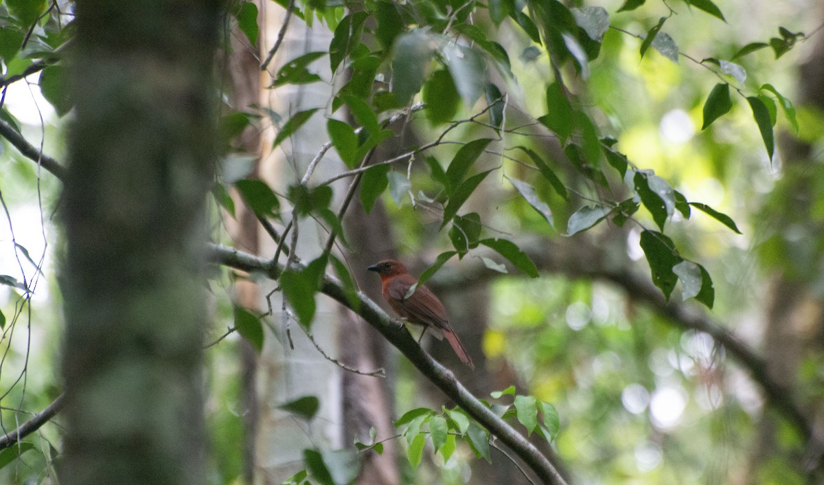 Red-crowned Ant-Tanager - ML619734862