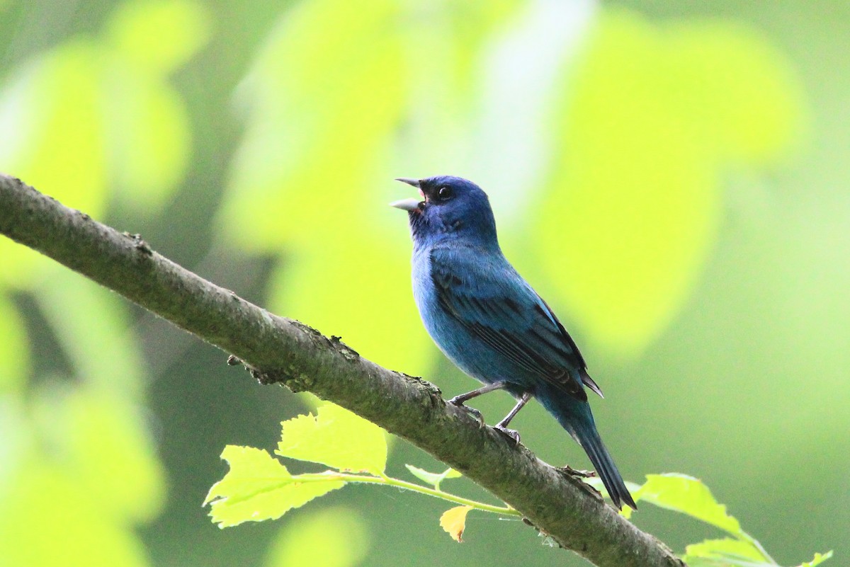 Indigo Bunting - ML619734910