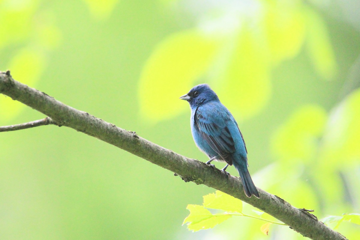 Indigo Bunting - ML619734914