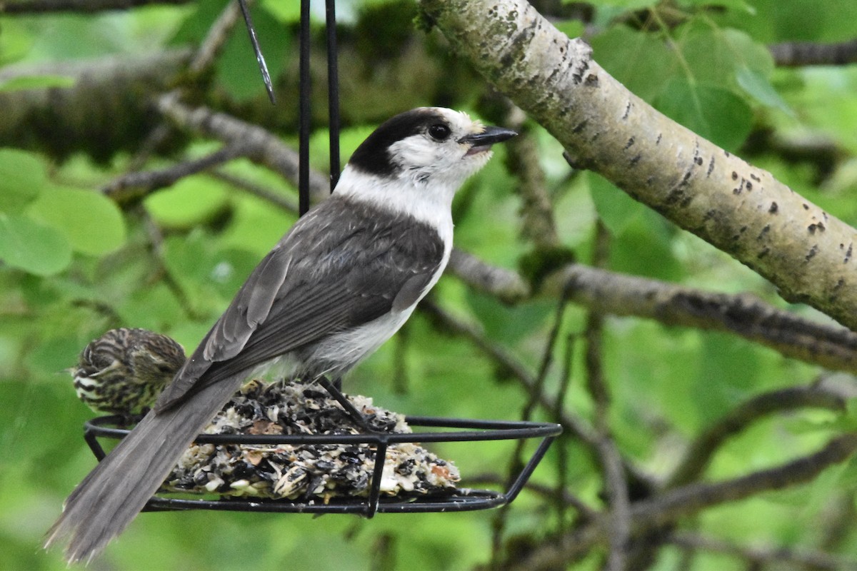 Canada Jay (Pacific) - ML619734919