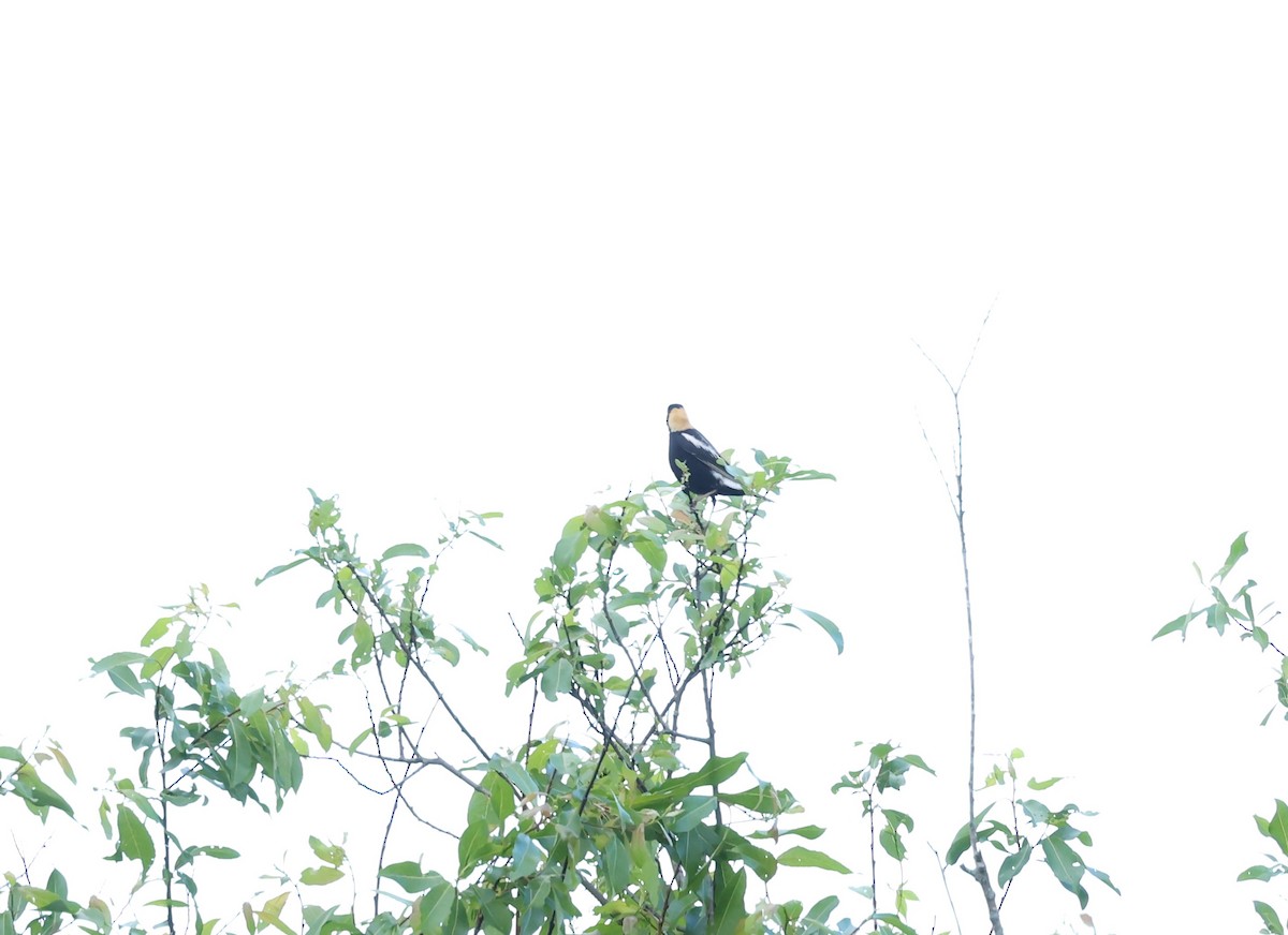 bobolink americký - ML619734920