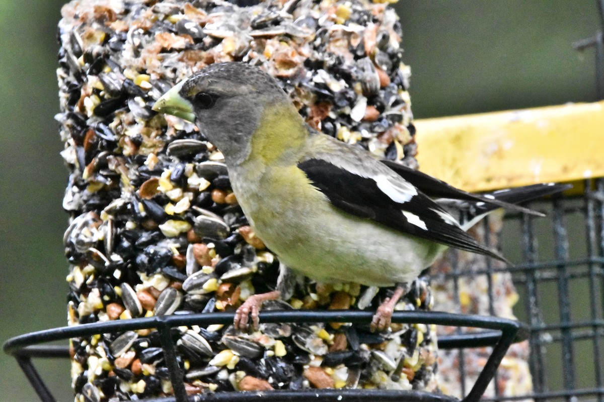 Evening Grosbeak - ML619734925