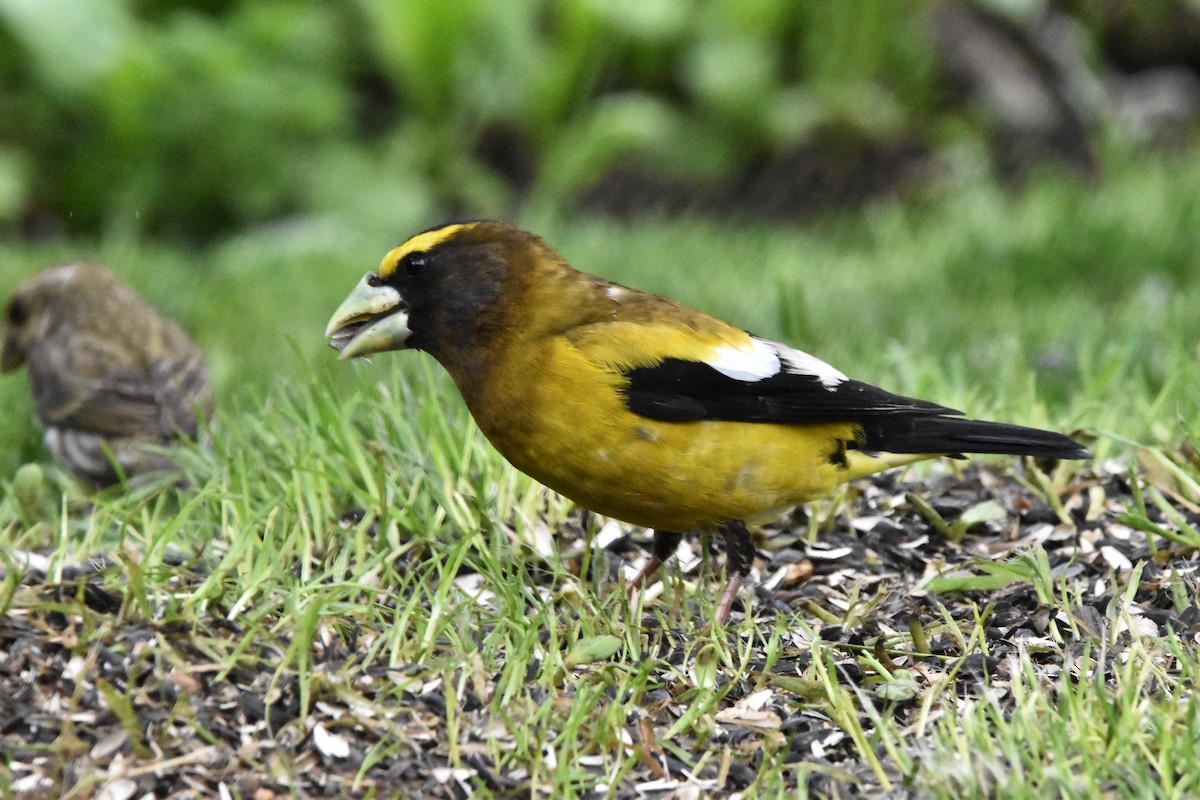 Evening Grosbeak - ML619734930