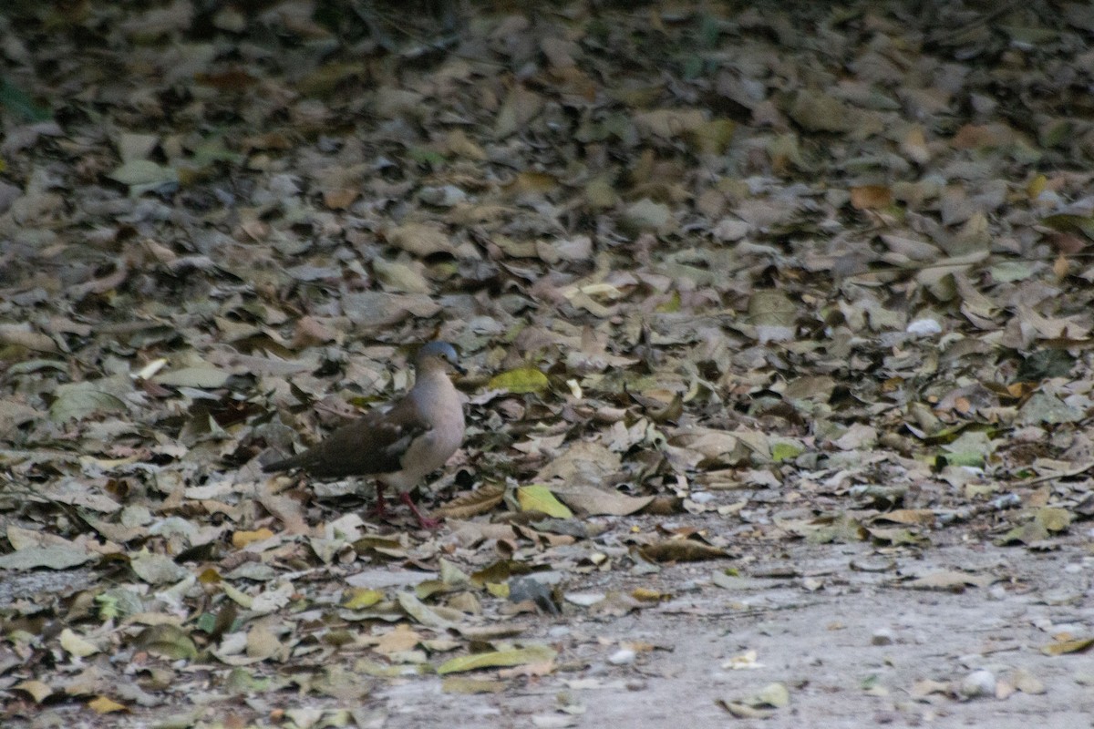 holub šedohlavý - ML619734933