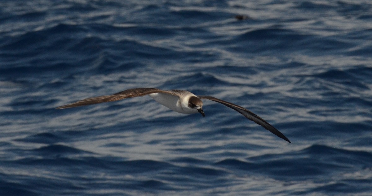 Black-capped Petrel - Andrew Mack