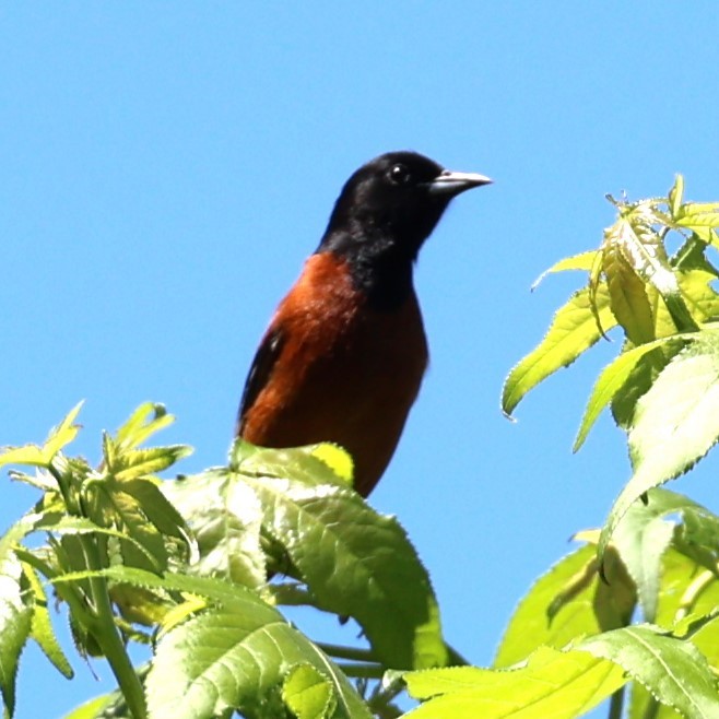 Orchard Oriole - Jesse Boone