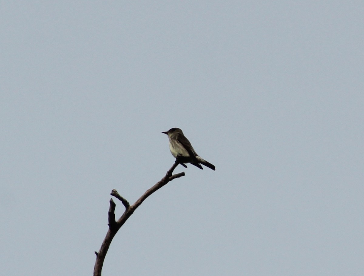 Olive-sided Flycatcher - ML619735009