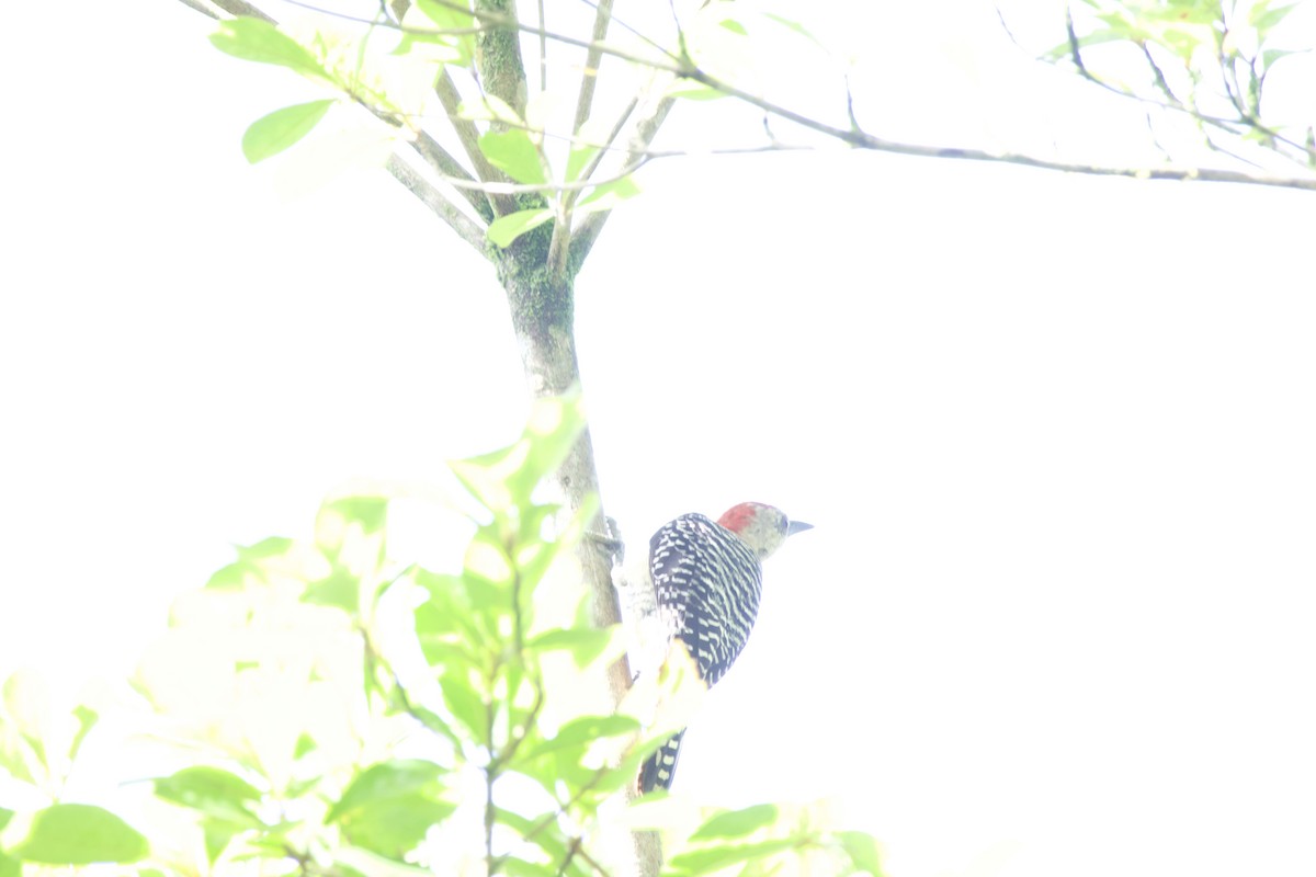 Red-crowned Woodpecker - allie bluestein