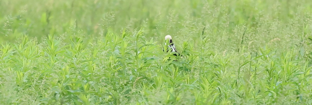 bobolink americký - ML619735048