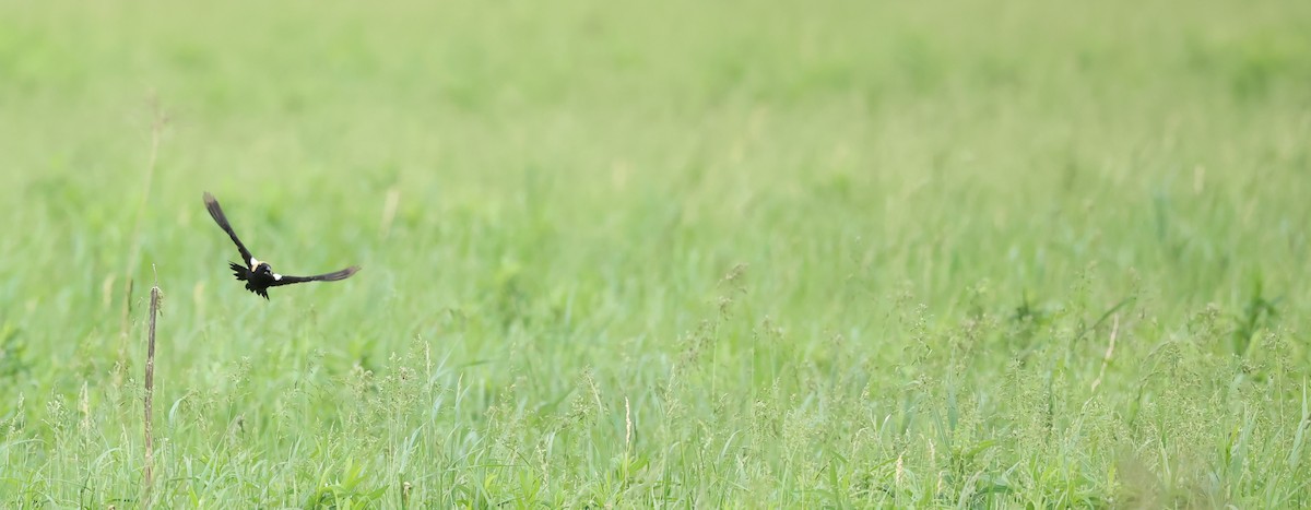 bobolink americký - ML619735067