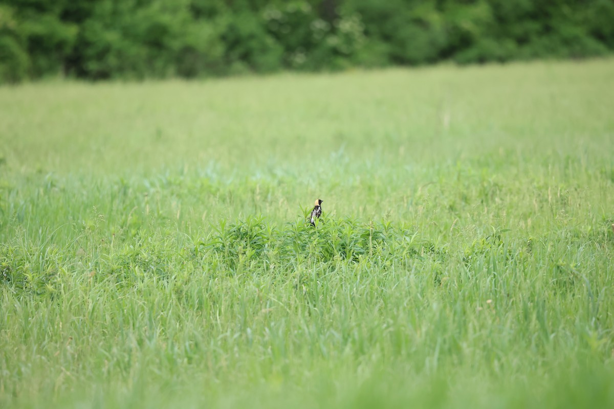 bobolink americký - ML619735069