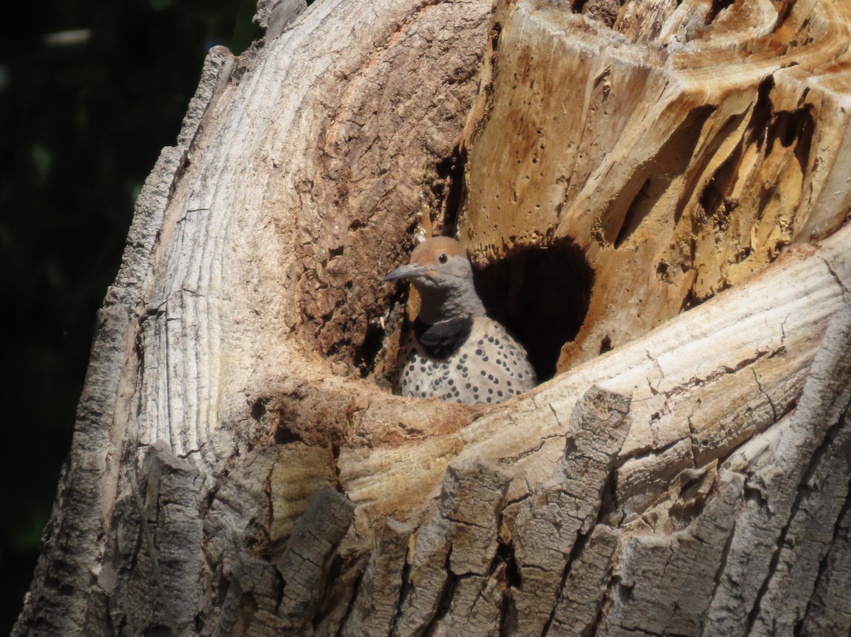 Northern/Gilded Flicker - ML619735079