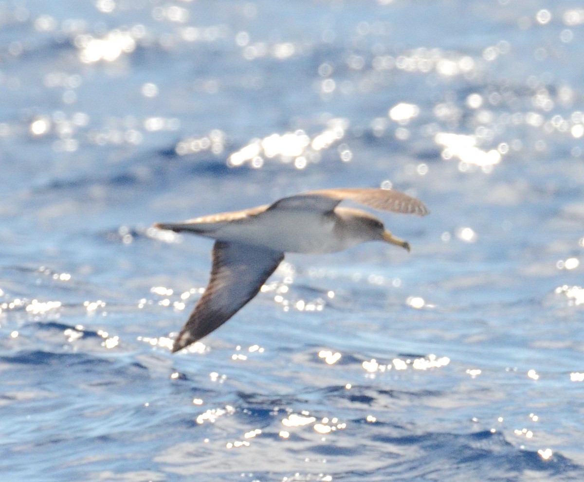 Cory's Shearwater - ML619735090