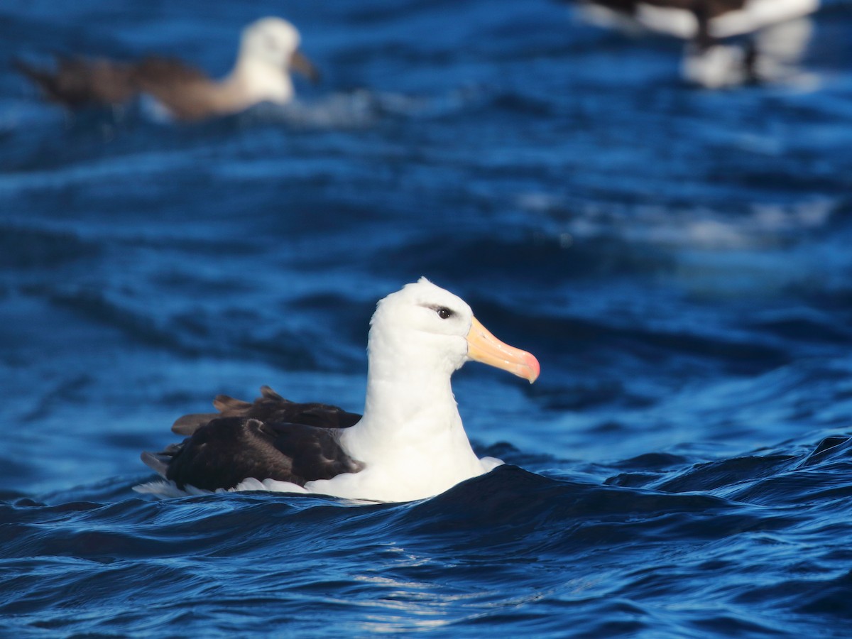 albatros černobrvý - ML619735109