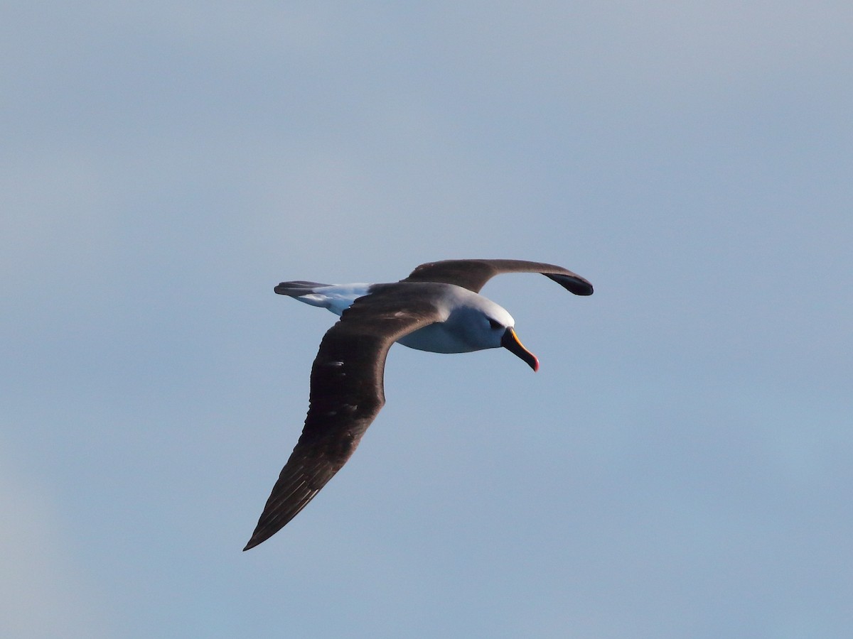 albatros pestrozobý - ML619735151