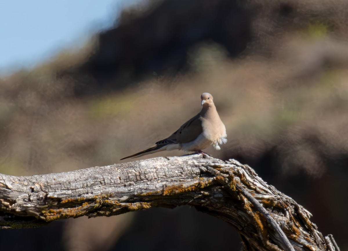 Mourning Dove - ML619735156