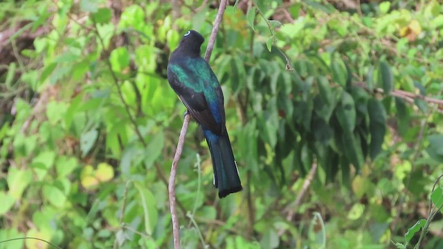 Black-headed Trogon - ML619735165