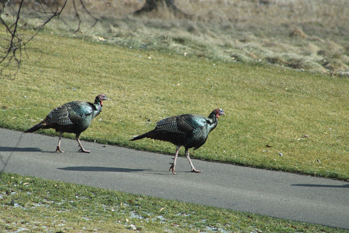 Guajolote Gallipavo - ML619735169