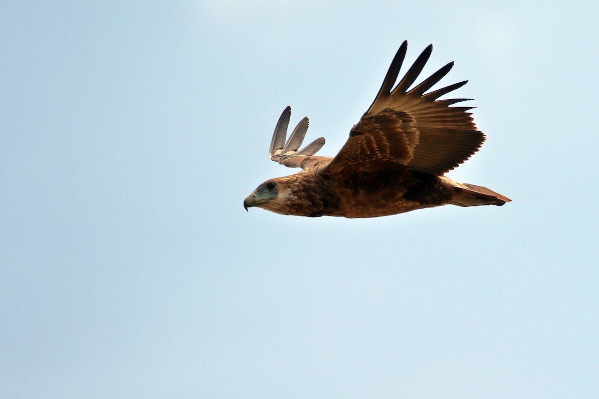 Águila Volatinera - ML619735171