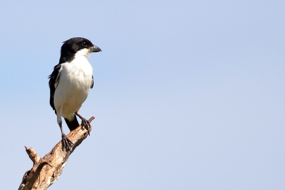 Long-tailed Fiscal - ML619735187