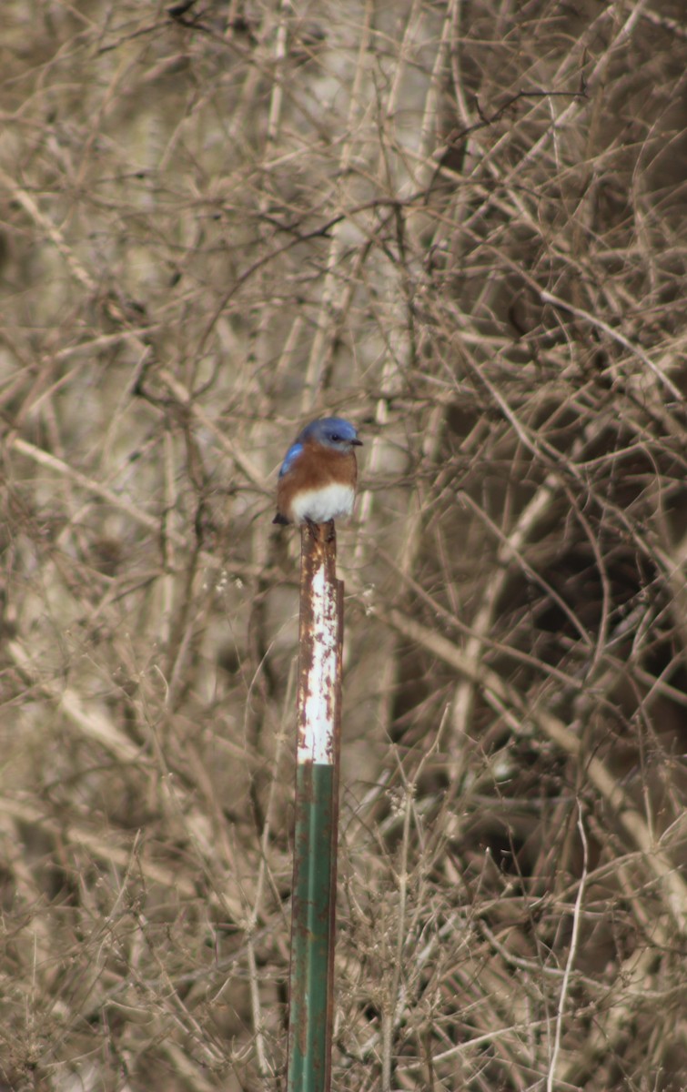 Eastern Bluebird - ML619735190