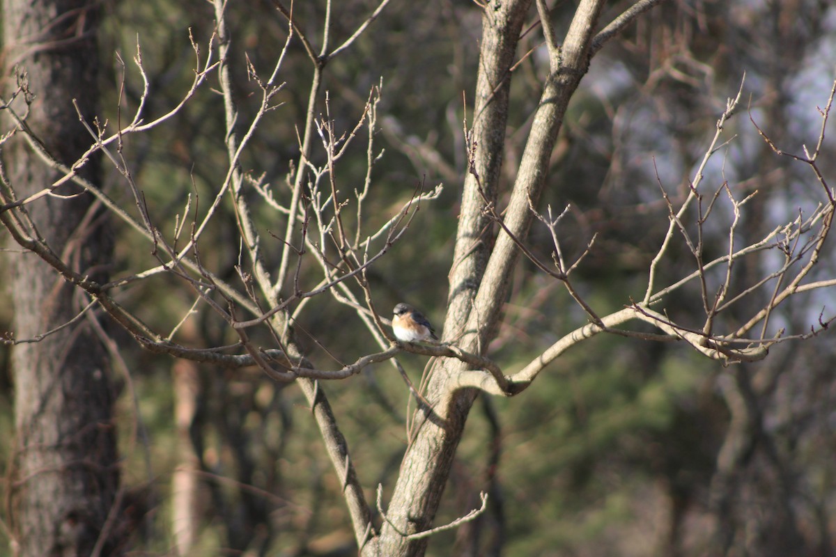 Eastern Bluebird - ML619735195